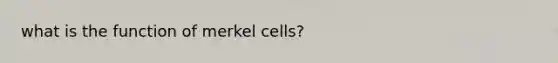 what is the function of merkel cells?