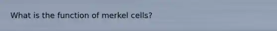 What is the function of merkel cells?