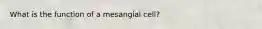 What is the function of a mesangial cell?