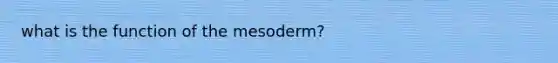 what is the function of the mesoderm?