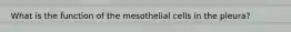 What is the function of the mesothelial cells in the pleura?