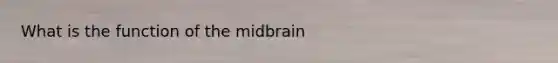 What is the function of the midbrain