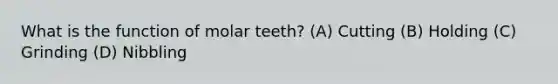 What is the function of molar teeth? (A) Cutting (B) Holding (C) Grinding (D) Nibbling