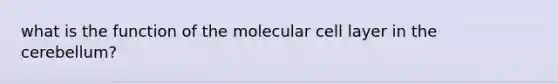 what is the function of the molecular cell layer in the cerebellum?