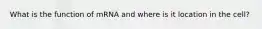 What is the function of mRNA and where is it location in the cell?