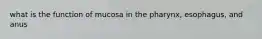 what is the function of mucosa in the pharynx, esophagus, and anus