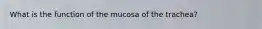 What is the function of the mucosa of the trachea?