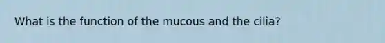 What is the function of the mucous and the cilia?