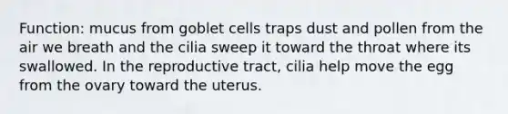 Function: mucus from goblet cells traps dust and pollen from the air we breath and the cilia sweep it toward the throat where its swallowed. In the reproductive tract, cilia help move the egg from the ovary toward the uterus.