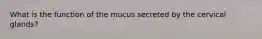 What is the function of the mucus secreted by the cervical glands?