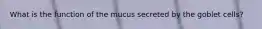 What is the function of the mucus secreted by the goblet cells?