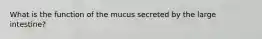 What is the function of the mucus secreted by the large intestine?