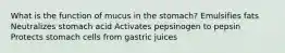 What is the function of mucus in the stomach? Emulsifies fats Neutralizes stomach acid Activates pepsinogen to pepsin Protects stomach cells from gastric juices