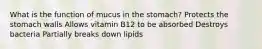 What is the function of mucus in the stomach? Protects the stomach walls Allows vitamin B12 to be absorbed Destroys bacteria Partially breaks down lipids