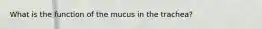 What is the function of the mucus in the trachea?