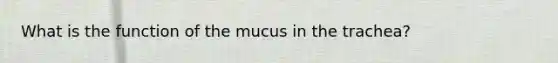 What is the function of the mucus in the trachea?