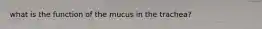 what is the function of the mucus in the trachea?