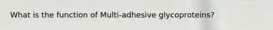 What is the function of Multi-adhesive glycoproteins?