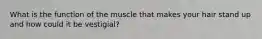 What is the function of the muscle that makes your hair stand up and how could it be vestigial?