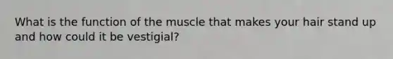 What is the function of the muscle that makes your hair stand up and how could it be vestigial?