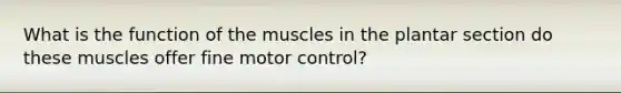 What is the function of the muscles in the plantar section do these muscles offer fine motor control?