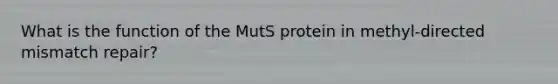 What is the function of the MutS protein in methyl-directed mismatch repair?