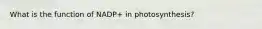 What is the function of NADP+ in photosynthesis?