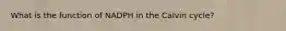 What is the function of NADPH in the Calvin cycle?