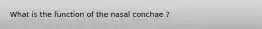 What is the function of the nasal conchae ?