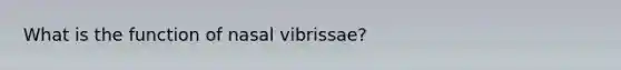 What is the function of nasal vibrissae?