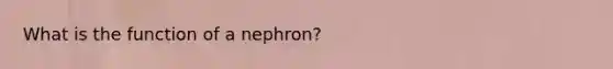 What is the function of a nephron?