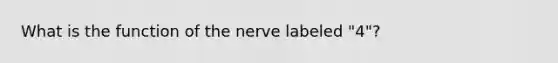 What is the function of the nerve labeled "4"?