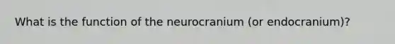 What is the function of the neurocranium (or endocranium)?