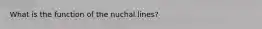 What is the function of the nuchal lines?