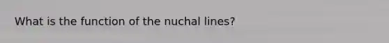 What is the function of the nuchal lines?