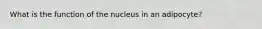 What is the function of the nucleus in an adipocyte?