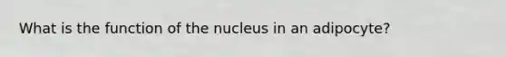 What is the function of the nucleus in an adipocyte?