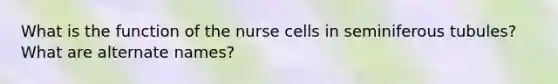 What is the function of the nurse cells in seminiferous tubules? What are alternate names?