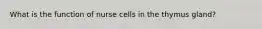 What is the function of nurse cells in the thymus gland?