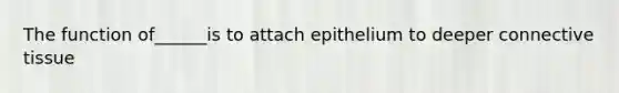 The function of______is to attach epithelium to deeper connective tissue