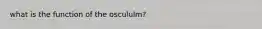 what is the function of the oscululm?