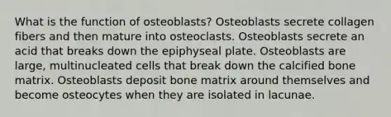 What is the function of osteoblasts? Osteoblasts secrete collagen fibers and then mature into osteoclasts. Osteoblasts secrete an acid that breaks down the epiphyseal plate. Osteoblasts are large, multinucleated cells that break down the calcified bone matrix. Osteoblasts deposit bone matrix around themselves and become osteocytes when they are isolated in lacunae.