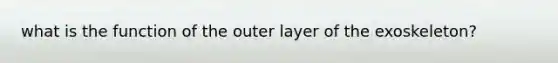 what is the function of the outer layer of the exoskeleton?