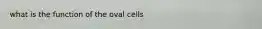 what is the function of the oval cells