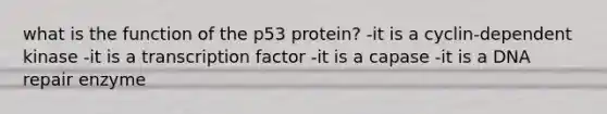 what is the function of the p53 protein? -it is a cyclin-dependent kinase -it is a transcription factor -it is a capase -it is a DNA repair enzyme