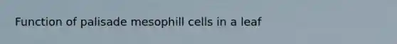 Function of palisade mesophill cells in a leaf