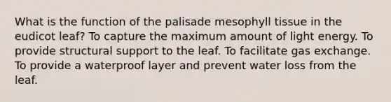 What is the function of the palisade mesophyll tissue in the eudicot leaf? To capture the maximum amount of light energy. To provide structural support to the leaf. To facilitate <a href='https://www.questionai.com/knowledge/kU8LNOksTA-gas-exchange' class='anchor-knowledge'>gas exchange</a>. To provide a waterproof layer and prevent water loss from the leaf.