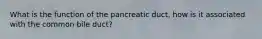 What is the function of the pancreatic duct, how is it associated with the common bile duct?