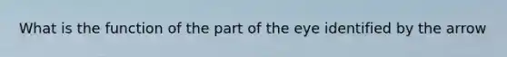 What is the function of the part of the eye identified by the arrow