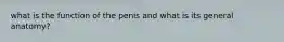 what is the function of the penis and what is its general anatomy?
